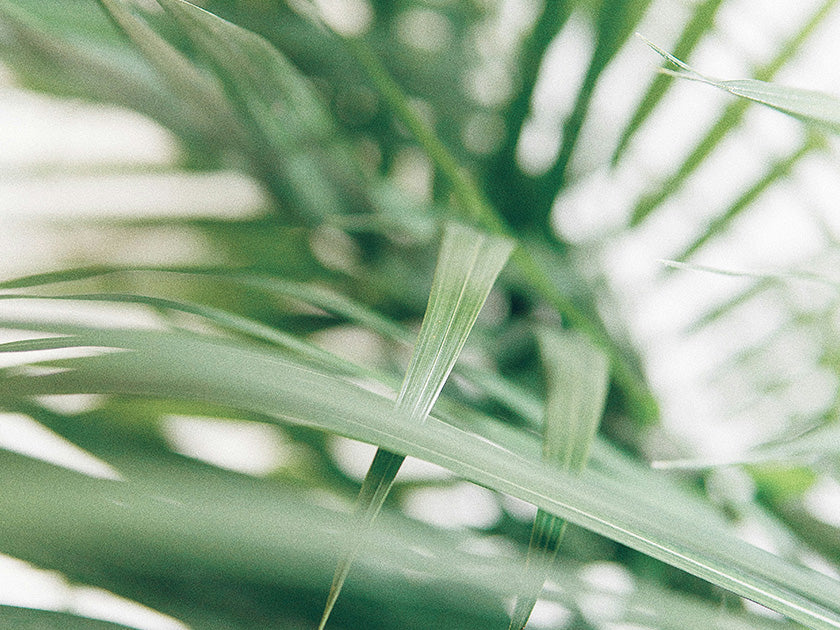 Gros plan sur des feuilles de palme vertes, fines et allongées