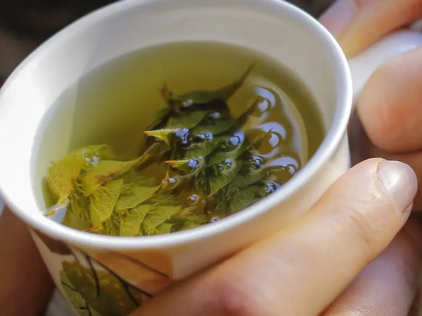 Une personne tient une tasse en carton décorée, remplie de tisane avec des feuilles vertes et des petites fleurs visibles à la surface de l’eau chaude.